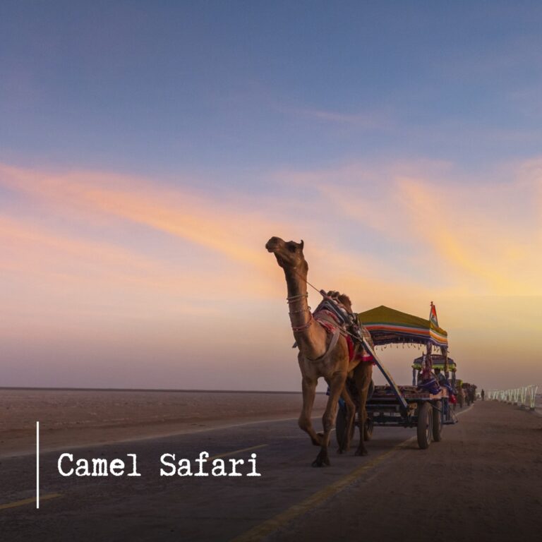 rann of kutch tour packages from vadodara